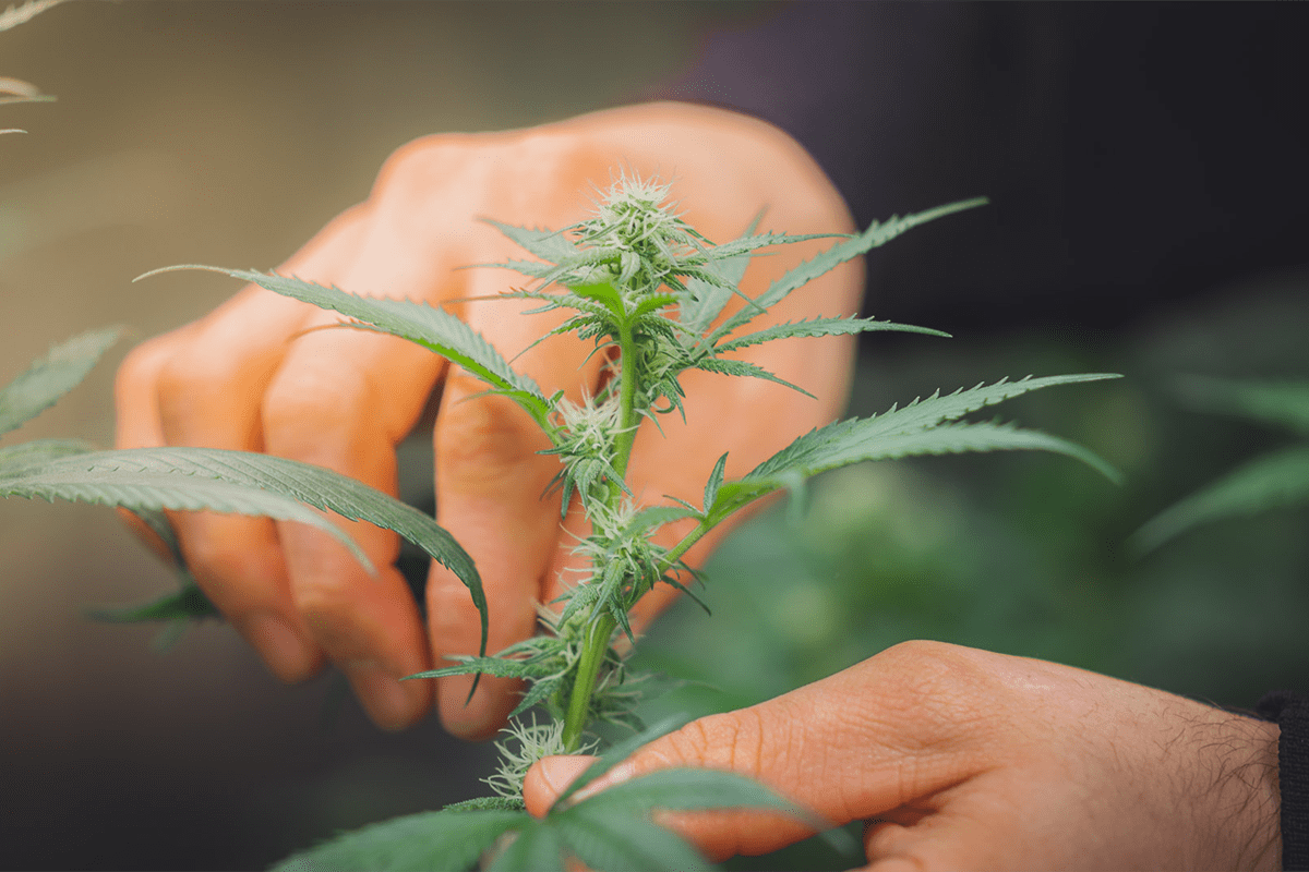 Hanfpflanze_Cannabis_CBG & CBD Blüten aus Vorarlberg online kaufen_aus Österreich