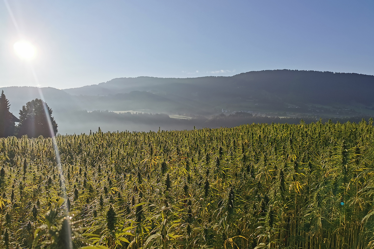 Wäldekrut_Hemp field_CBD_Cannabis sativa_Sulzberg