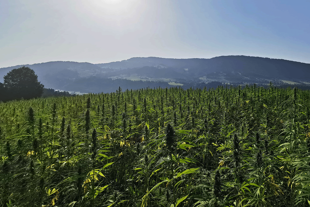 Hanffeld_Cannabis sativa_Sulzberg_Vorarlberg - waelderkrut.at