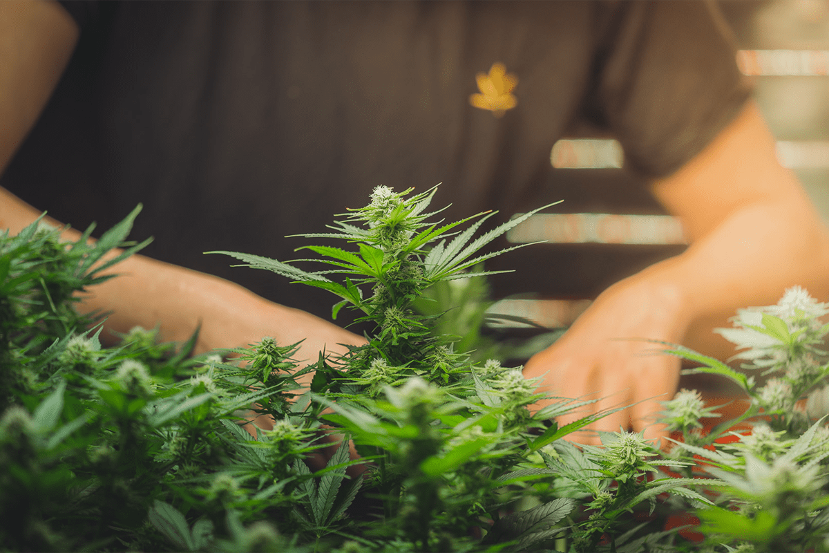 Cannabis-Pflanzen aus Vorarlberg_Hanfblüten aus Österreich_WälderKrut Hanfprodukte