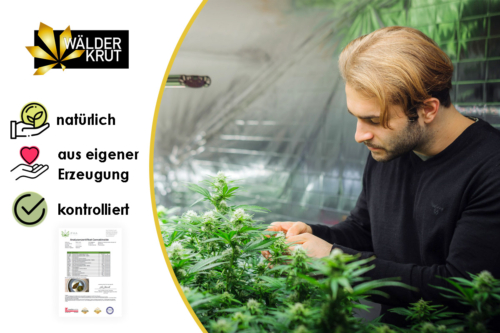 WälderKrut Greenhouse Bregenzerwald__CBD und Hanfprodukte aus Vorarlberg_Österreich