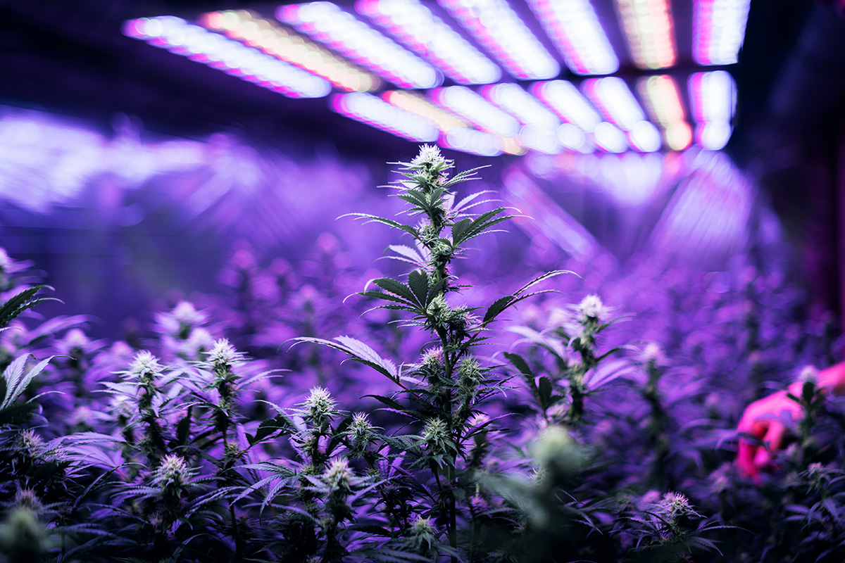 LED-Leuchten-Greenhouse_CBD_Cannabis-Pflanzen_www.waelderkrut.at